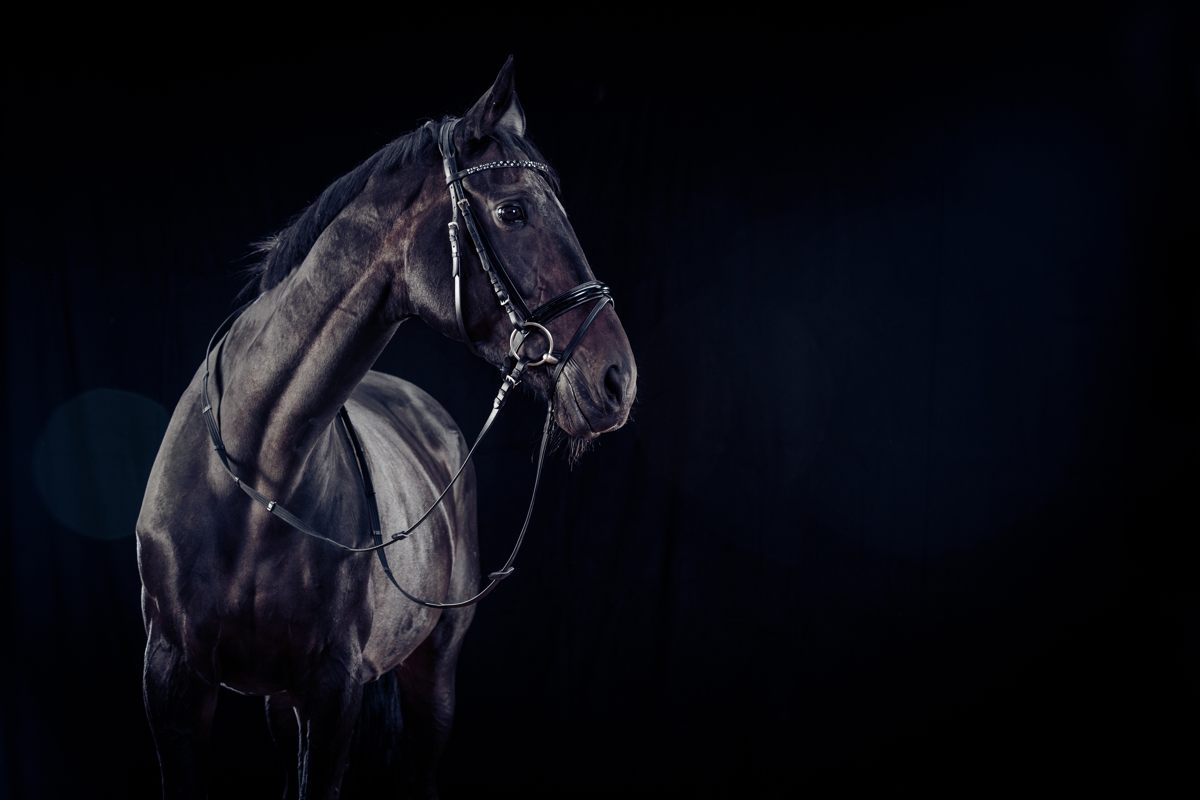 Stallion Horse on Black Background